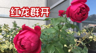 红龙月季灌养方法分享