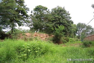 古树区绿化的秘诀