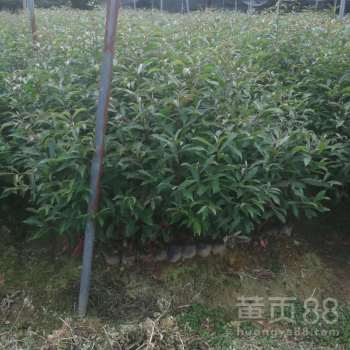 揭秘江西茶油树苗批发，广东顶级茶油基地直供电话！