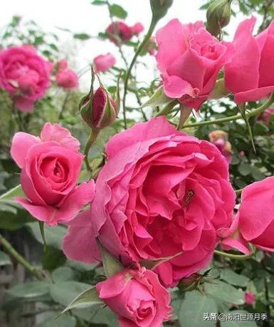 灌木月季：月月红的代表