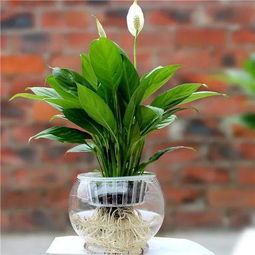 水培佳选，绿植新宠