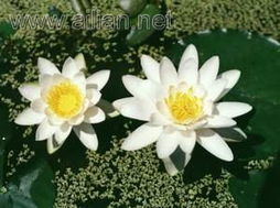 水生植物的美丽画卷