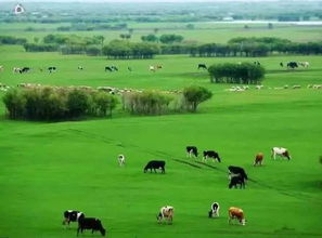 呼伦贝尔高寒地区的草种选择指南