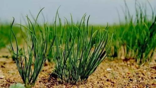 还亮草种植：了解还亮草的基本种植方法和注意事项