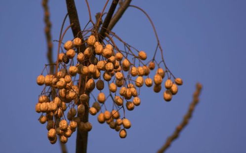 腊梅花果实的奥秘