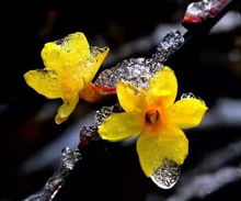 选择正确花卉，解决邻居花园开花问题