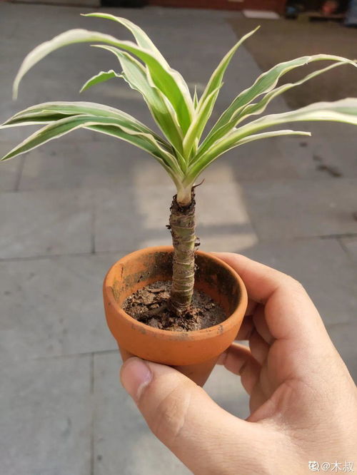 吊竹梅根茎烂了如何挽救