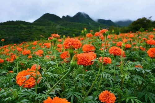 春日花海壁纸，美得让你心动