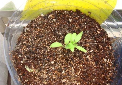 皂角种子泡水3到5天 放水苔里催芽