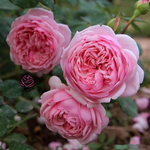 地栽月季：强大的背后