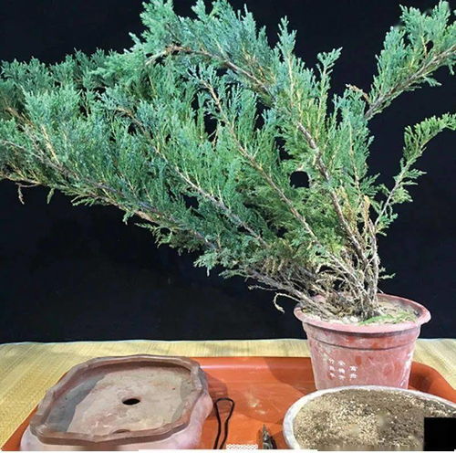龙血树如何快速分枝？秘诀揭晓