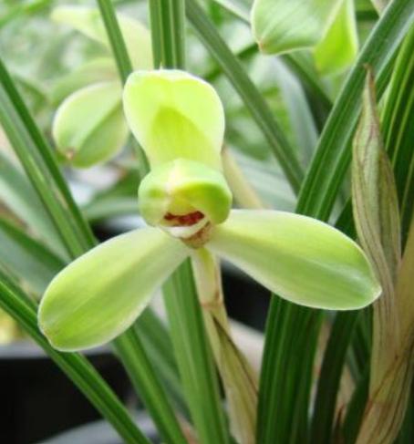 兰花的魅力：探索我国受欢迎的兰科植物品种