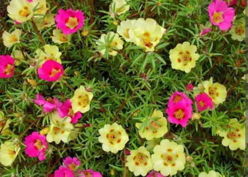 太阳花：皮实好养， 爆花不停