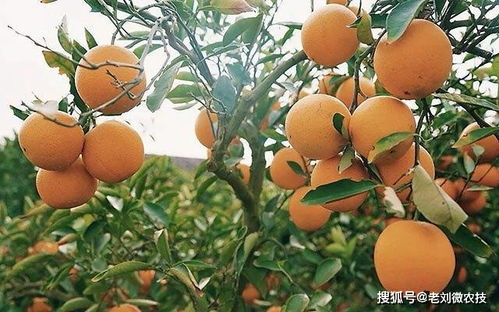 如何根据灯笼果盆栽方法打造私家果园