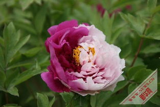 洛阳牡丹花会何时绽放？今年花期预测抢先看