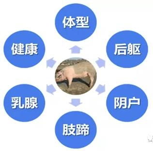 提升母猪排卵与受胎率策略
