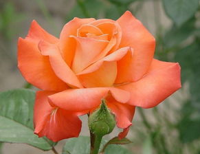 花语与用途的差别