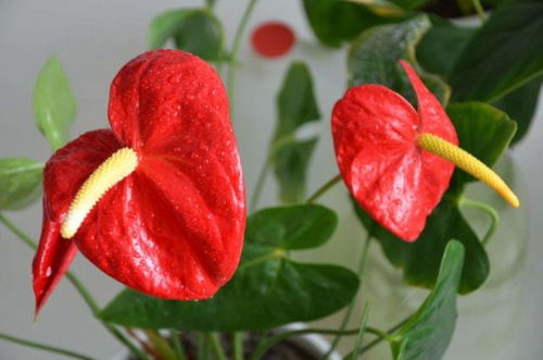 红掌花开，如何让它红艳常驻？