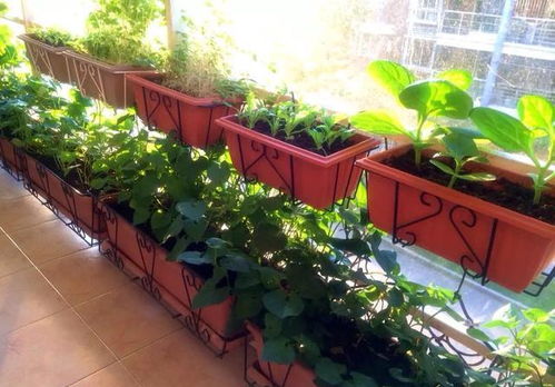 三亚阳台种菜小记
