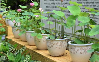 橡皮树的叶子与寓意