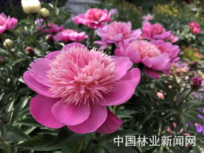 亲子互动，盆栽体验乐趣多