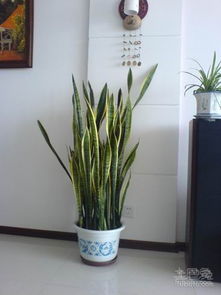 虎皮剑兰：那抹神秘的绿意