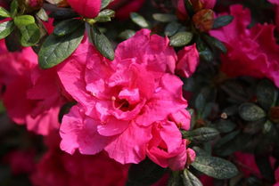 月季：开花的机器