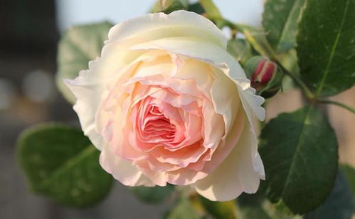 植株中等， 花朵精致，抗病性佳