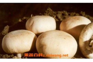 杏鲍菇排袋敞口诱菇，如何操作