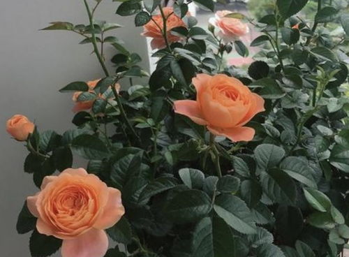 花朵为什么这么鲜艳呢？