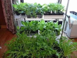 家庭绿植与蔬菜的搭配