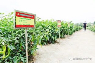 播种方法，得讲究技巧