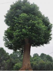 香樟种植间距多少最适宜，以保证树木生长空间