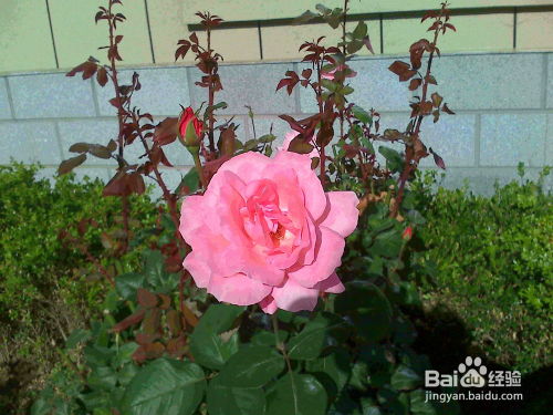 不控水会影响修剪效果吗？