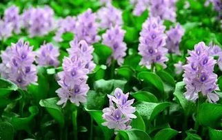 柴胡种子泡温水，这事儿真邪门