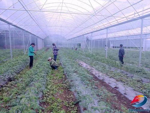 种籽预处理技术，发芽率提升不是梦