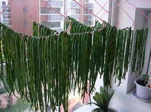 豆角在哪个季节种植最为适宜？