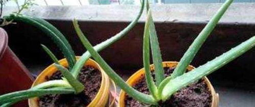 农村大哥教你一招：芦荟一盆变多盆