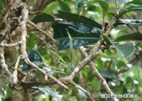 冬天过后 茶树也需要洗个澡