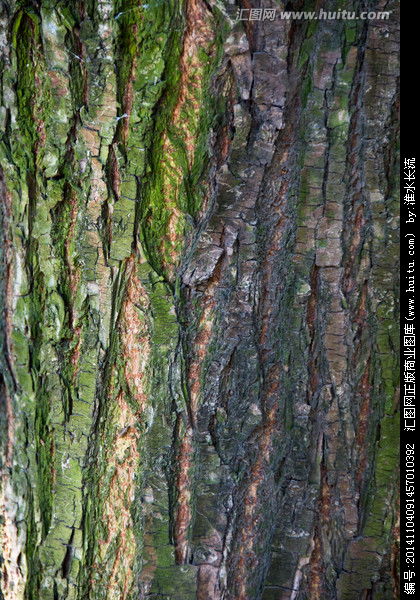 柳树的神奇功效