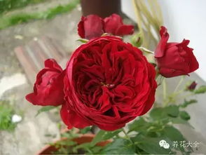 优点多多：美得不像话