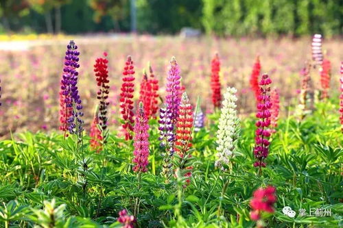 小姐姐深情翻唱一首《太多》，怀旧经典，满满者阝是回忆