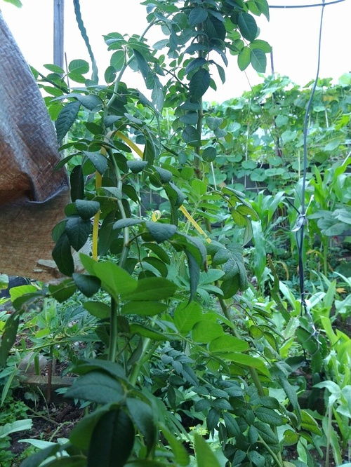 再来堪堪土壤和肥料