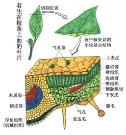 锈病，你了解多少？