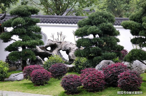 本地老桩苗替代新培育品种：降低运输损耗