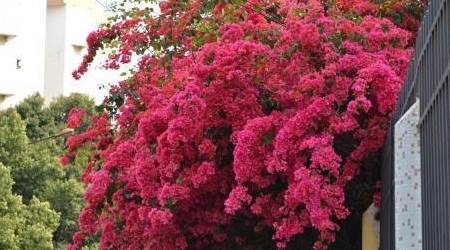 三角梅枝条乱长？一招根治，养花必备！