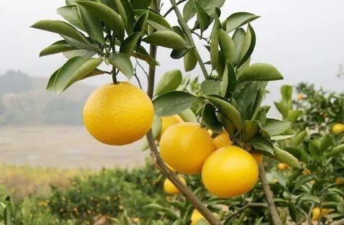 催芽期间，用不用喷水或着从新清洗种子和水苔：