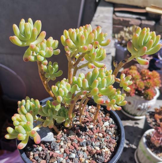 喜欢温软湿润的环境