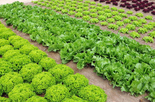 选择小苗， 健壮才是硬道理