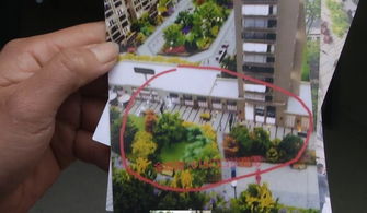 房子后面的树，到底种啥好？